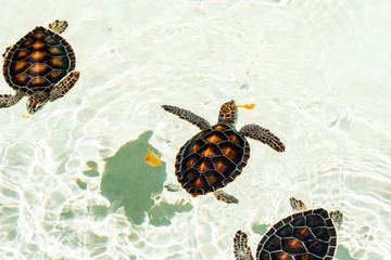 Wall Mural - Cute endangered baby turtles