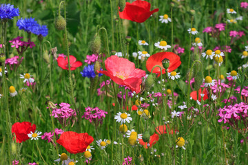 Sticker - multicoloured flowers on meadow