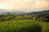 Fototapeta Zachód słońca - Rice Terraced Fields