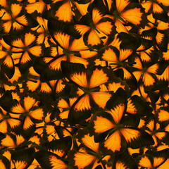 Sticker - seamless background from orange butterflies