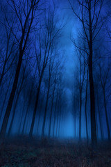 Wall Mural - awesome high among the trees in the early morning fog