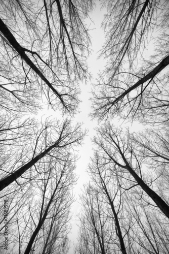 Fototapeta do kuchni Black and white forest of trees photographed from below 