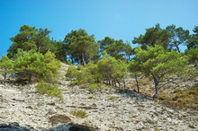 Trees And Stone Of Cliff Rocks