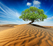 Lonely green tree in desert dunes