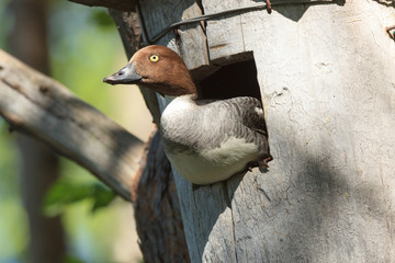 Sticker - Bucephala clangula, Common Goldeneye