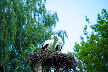 White stork