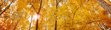 Yellow Autumn Maple Leaves - Banner Panorama