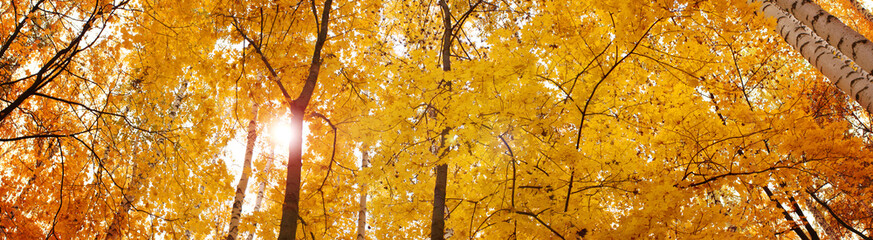 Yellow autumn maple leaves - banner panorama