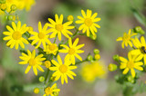 Fototapeta Kwiaty - Blossom of bright yellow flowers on the meadow