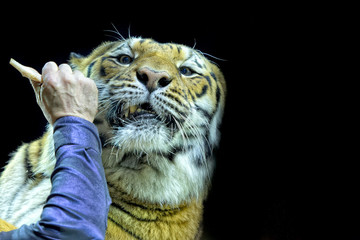 Wall Mural - Tiger ready to attack looking at you on black background