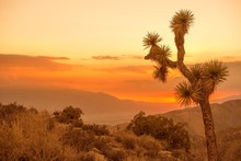 California Desert Scenery