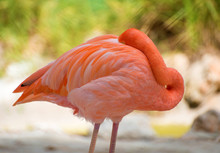 Pink Flamingo Sleeping In National Park. Phoenicopterus Ruber