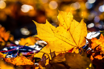 Wall Mural - Autumn leaves in autumn colours and lights.Macro