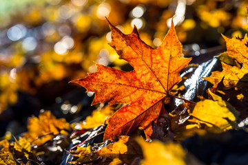 Wall Mural - Autumn leaves in autumn colours and lights.Macro