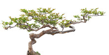 Bonsai Pine Tree Against A White Wall