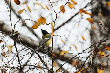 Wall Mural - Great Tit