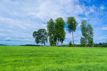 Sticker - Field Freedom Fresh Landscape