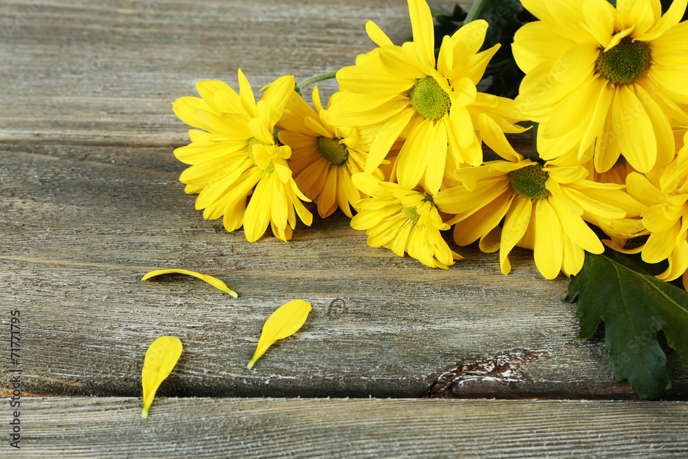Yellow chrysanthemum on wooden background