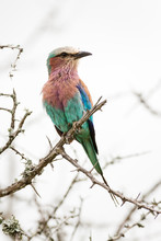A Wild Lilac-breated Roller Bird Perched On A Branch