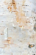 White Birch Tree Bark Texture