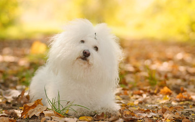  Bichon bolognese dog relax in park