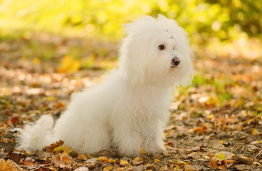  Bichon bolognese dog sit in autumn park