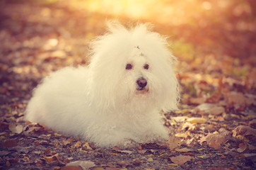  Bichon bolognese dog relax in park