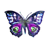 Fototapeta Motyle - butterflies design