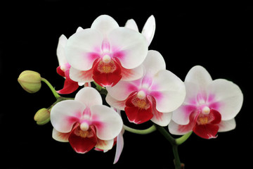Wall Mural - blooming orchid