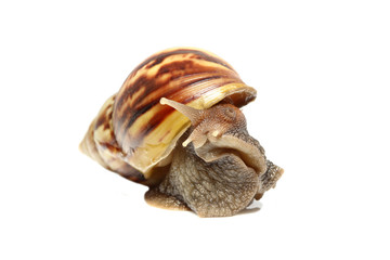 Snail isolated on white background.