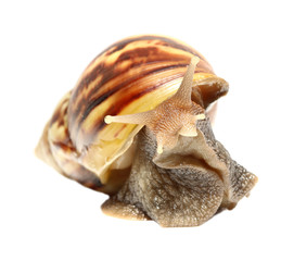 Snail isolated on white background.