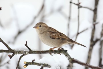 Sticker - House Sparrow in Winter