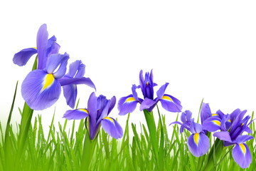 Wall Mural - Iris flowers with dewy green grass isolated