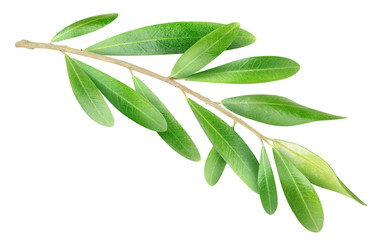 Poster - Isolated branch. Olive tree branch with green leaves isolated on white, with clipping path
