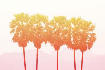 Sugar palm in pastel styles.