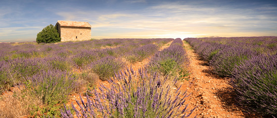 Canvas Print - France - Valensole