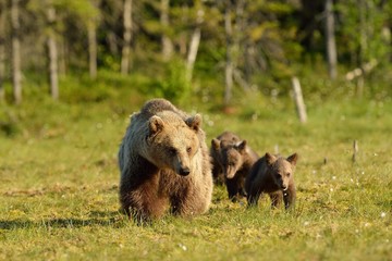 Wall Mural - brown bear with cubs walking in the bog