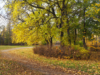 Wall Mural - park in autumn