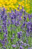 Fototapeta Lawenda - field of blooming violet lavender