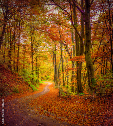 Obraz w ramie Dark forest road in the autumn forest.