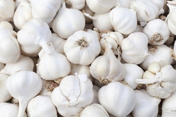 Wall Mural - Garlic for sale