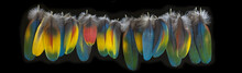 Macaw Feather Isolated On Black Background. BIg Panorama.