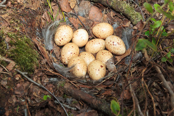 Canvas Print - Nest of the Lyrurus tetrix, Black Grouse.