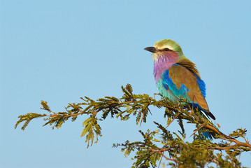 Poster - Lilac breasted roller perched on a branch