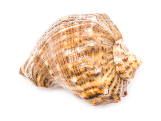 Wall Mural - Marine Sea Shell Isolated On White Background