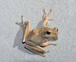 tree Frog