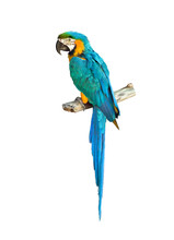 Colorful Blue Parrot Macaw