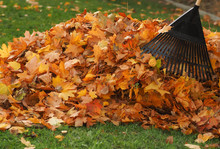 Raking Leaf Pile