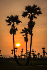 Wall Mural - Silhouette of  sugar palm.