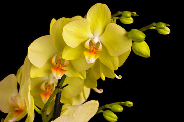 Fotomurales - Beautiful orchid on dark background.